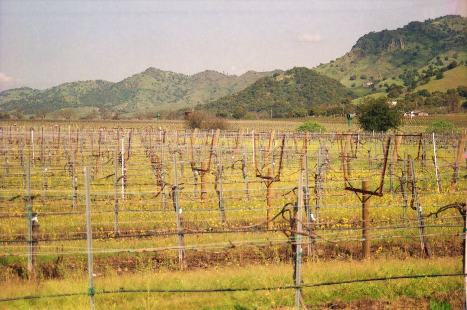 Scenic view of grapevines in a vineyard against the backdrop of rolling hills in Northern California.