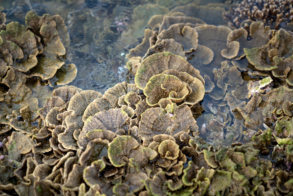 From above of yellow scroll corals in shallow water of sea during low tide in Hon Yen island on sunny day