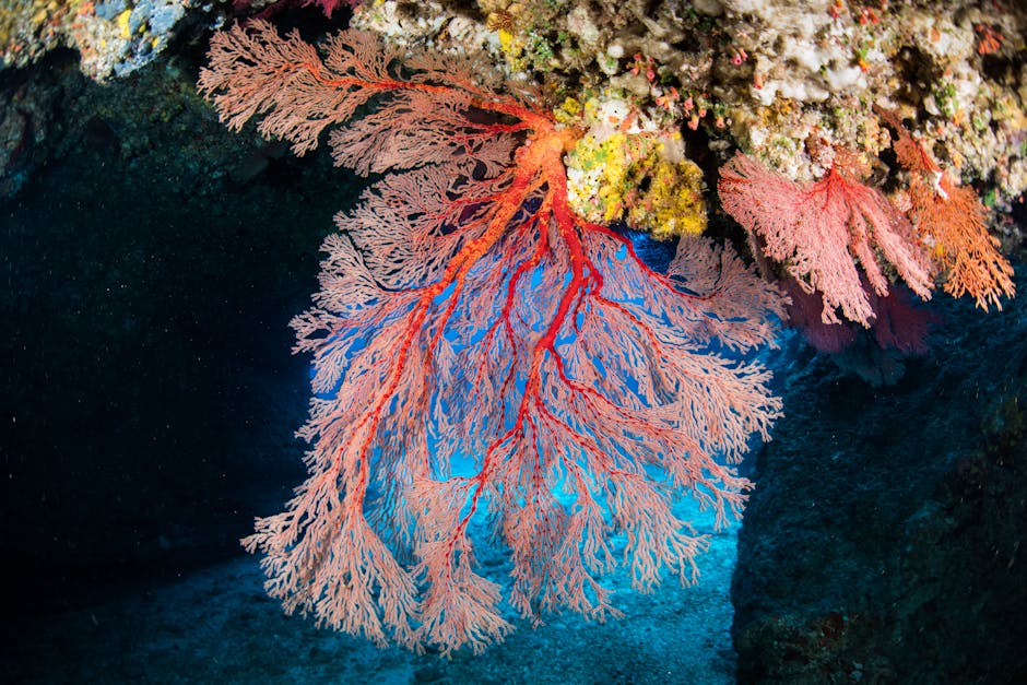 Striking red coral branches in an underwater reef cave, showcasing marine biodiversity.