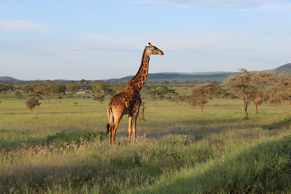 A lone giraffe stands gracefully in the Mara Region savannah at sunrise in Tanzania.