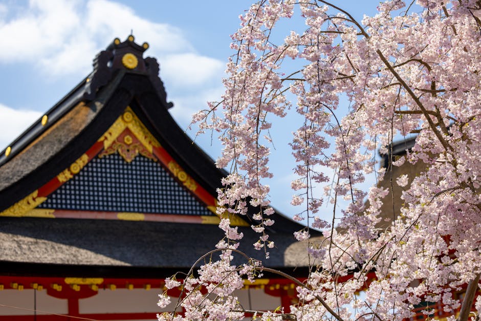 Beautiful cherry blossoms frame a traditional Japanese temple in springtime, highlighting cultural beauty.