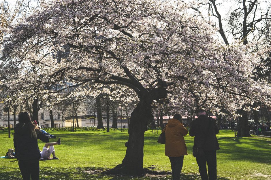 A picturesque scene in a London park with a blooming tree and people enjoying the spring atmosphere.