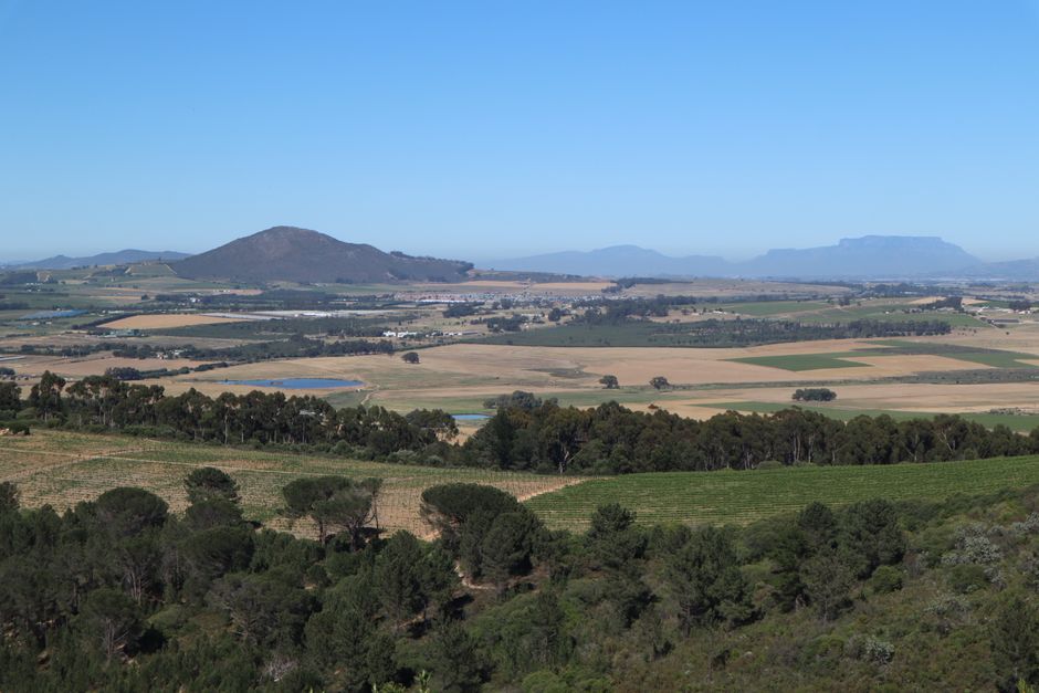 A picturesque vineyard view featuring lush fields and distant mountains under a clear blue sky.