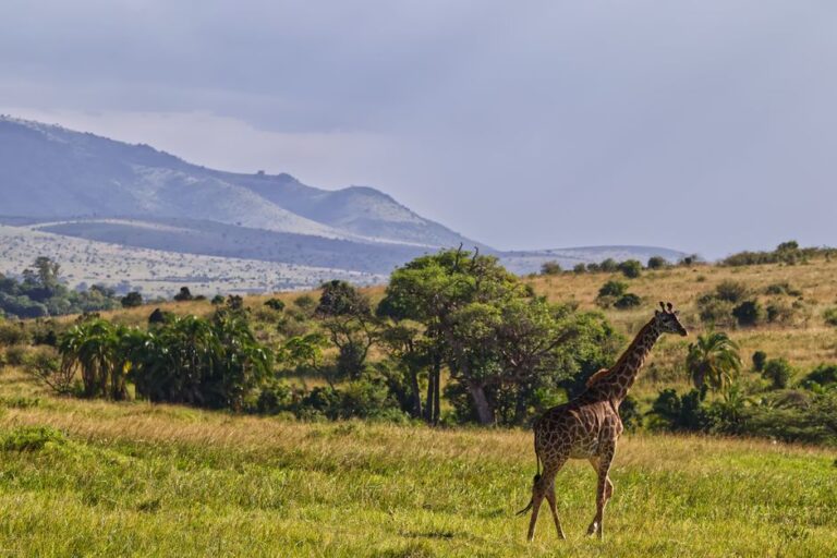 Majestic giraffe wandering through the expansive Maasai Mara grasslands of Kenya, set against rolling hills.