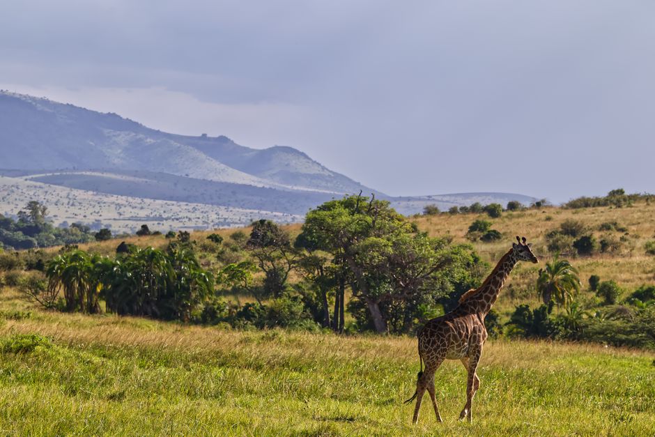 Majestic giraffe wandering through the expansive Maasai Mara grasslands of Kenya, set against rolling hills.