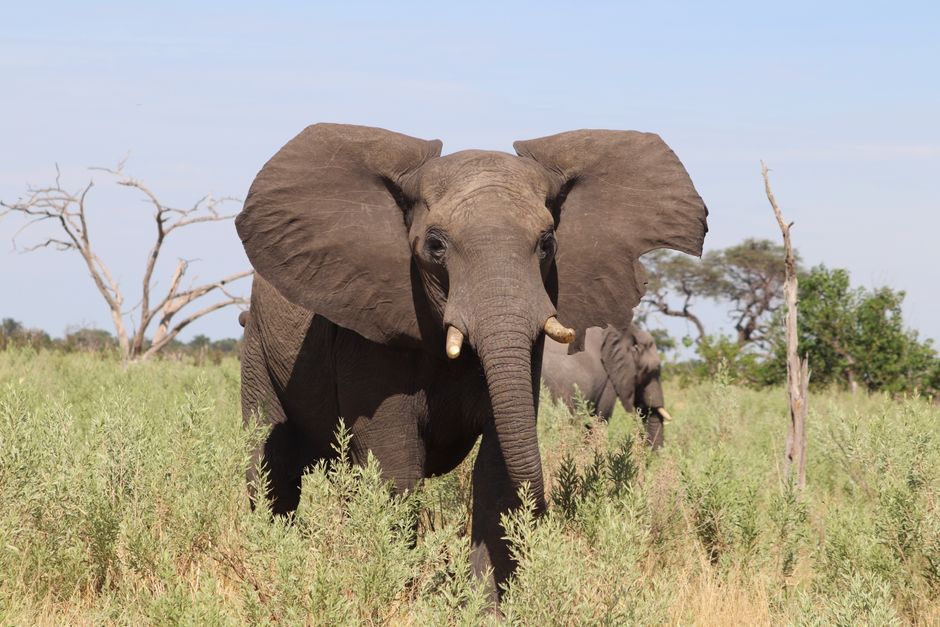 Close-up of African elephants in their natural habitat on a sunny day.