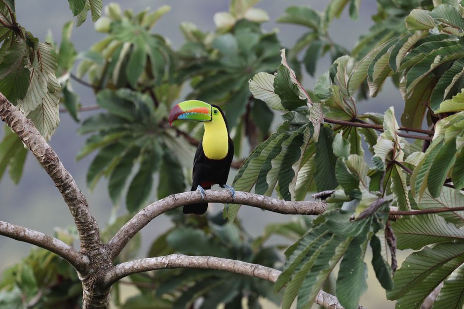 A colorful keel-billed toucan perched among lush green foliage in a tropical forest setting.