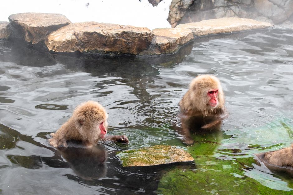 Two Japanese macaques relaxing in a hot spring in Yamanouchi, Nagano, Japan.