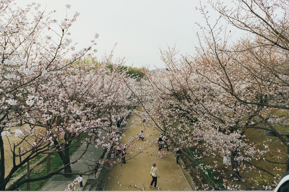 Serene view of cherry blossoms in spring at a park in Seoul, South Korea.