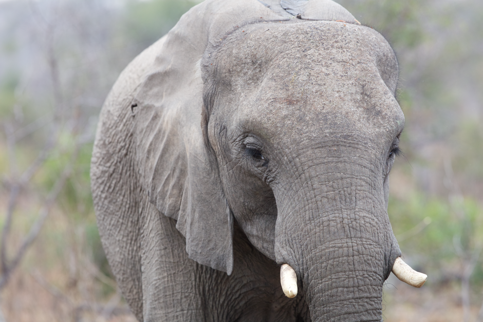 African elephant portrait in Sabie Park, South Africa, showcasing its natural grace and beauty.